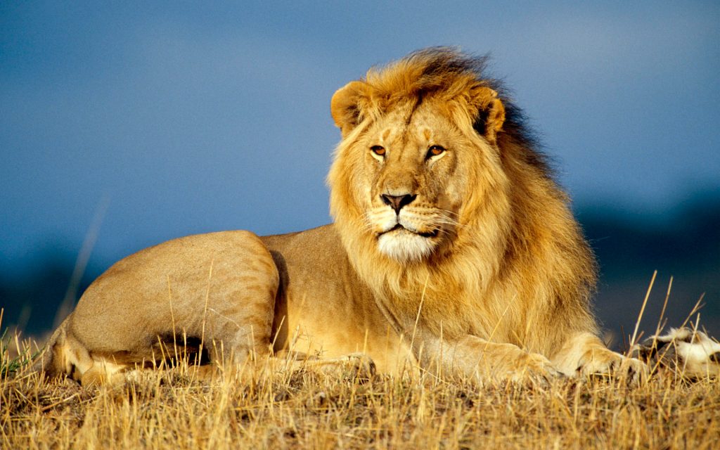 Essay On Lion | Speech On Lion | Paragraph On Lion