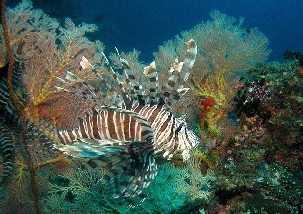 5 Best Diving Places In Malaysia For Scuba Diving Lovers