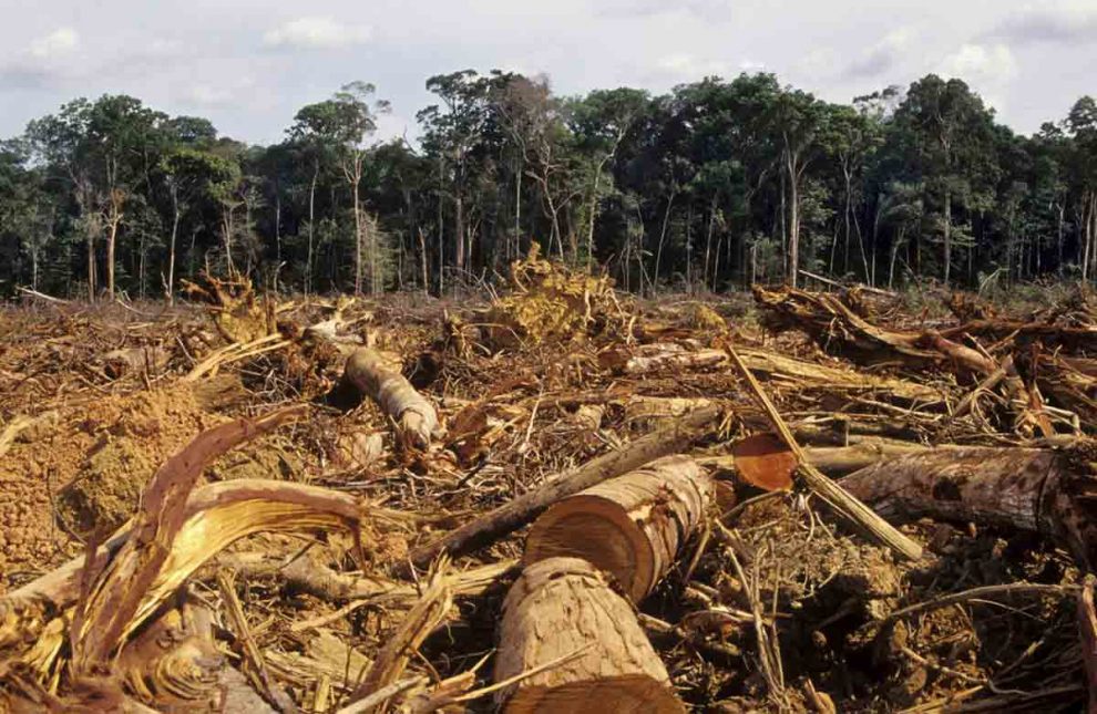 Deforestation : Effects, Prevention Steps, Essay, Speech 2024 – My ...